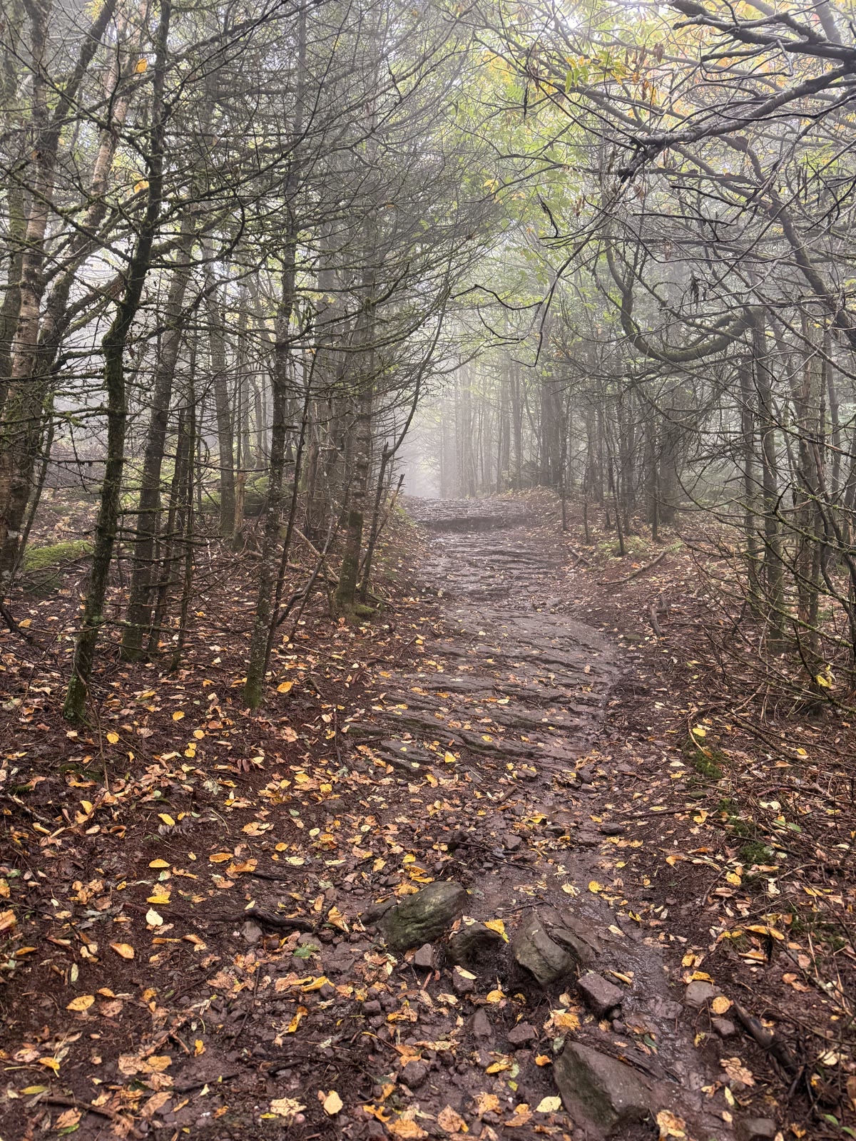 Wet stone steps on the trail, yellow leaves on the mud, fog in the trees